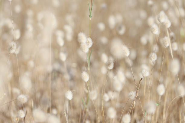 Fluffy field plants beige background, blurry. Beautiful flower headband, outdoor nature, rustic meadow