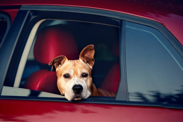 istock The dog for a walk 1368553022