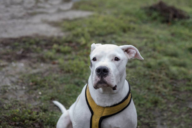 Portrait Of Dogo Argentino Portrait Of Dogo Argentino Outdoor,Headshot Of White Dog With Yellow Collar , Looking Away, Selective Focus dogo argentino stock pictures, royalty-free photos & images