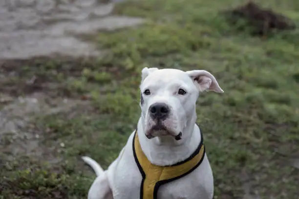 Photo of Portrait Of Dogo Argentino