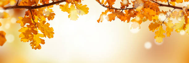 istock Autumn background with oak leaves. Soft focus 1368555951