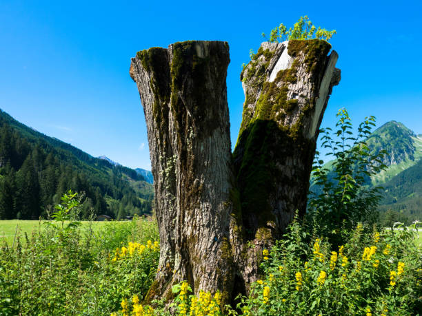 Beautiful mountain landscape. There is a old dry tree stump in the foreground.