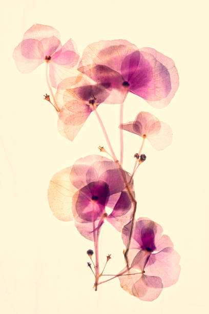 istock Pressed and dried dry flowers hydrangea Isolated on yellow background 1368556059