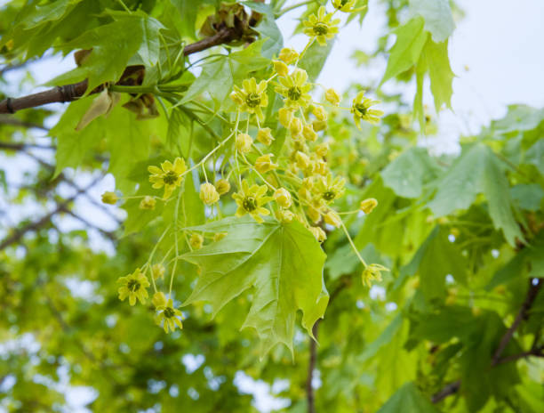 단풍 나무 (에이서 캠프 레) 꽃과 잎. 봄 자연의 각성 - maple leaf maple tree maple leaf 뉴스 사진 이미지