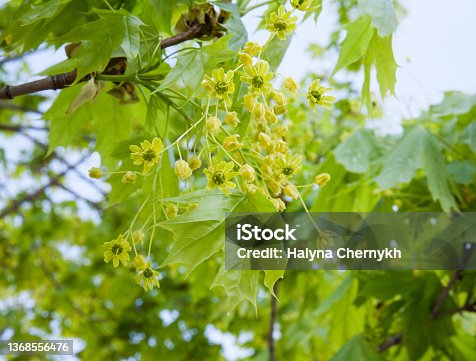 istock Maple (Acer campestre) flowers and leaves. Awakening of spring nature 1368556476