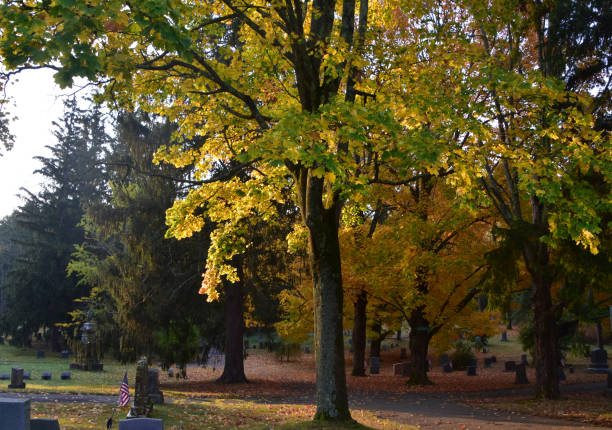 istock Leaves Turning on Trees in a Cemetery 1368558336