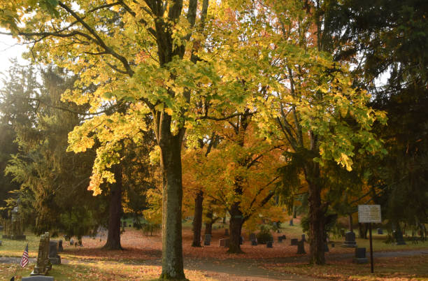 istock Brightly Colored Trees in a Cemetery in the Fall 1368559091