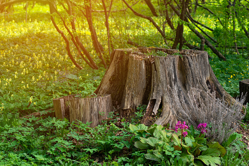 The stump of an old tree against the background of a sun-drenched park. In the background there is a lawn with yellow flowers. Flowers grow near the stump