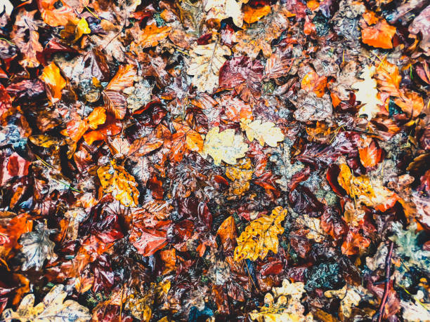 Autumn leaves on the ground as a texture or background.
