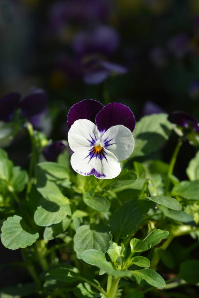 istock Horned violet White Purple Wing 1368563611