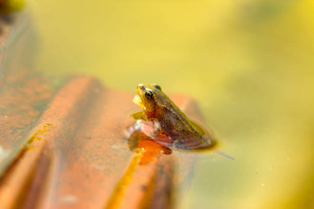 istock A Little frog with an opened mouth 1368563796