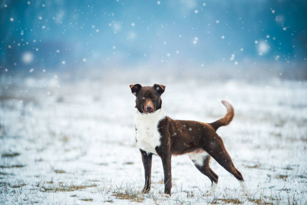 istock Dog on the snow 1368564385