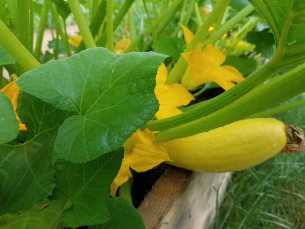 Vegetable Garden with Squash Growing in the Summer stock photo