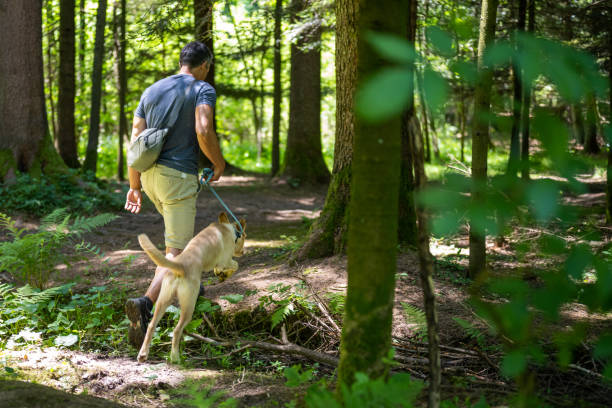 istock Rear view of mature man walking in forest 1368565005