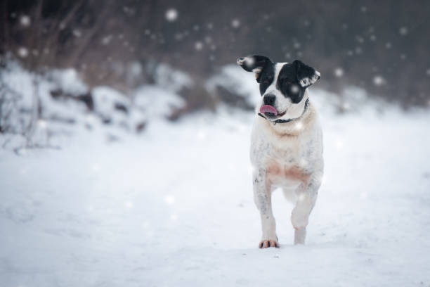 istock Dog on the snow 1368565131