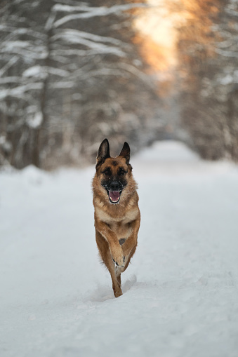 Thoroughbred dog runs merrily along snowy winter forest road at sunset. Energetic adult red German Shepherd on active walk in winter park. Happy pet having fun.