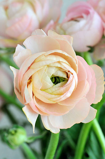 istock Bunch of pink ranunculus 136856721