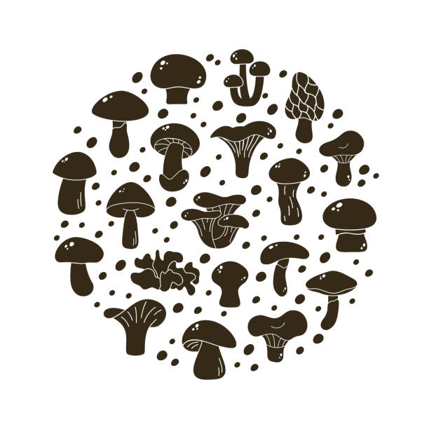 illustrazioni stock, clip art, cartoni animati e icone di tendenza di funghi commestibili, illustrazione grafica rotonda. elementi di silhouette neri - morel mushroom