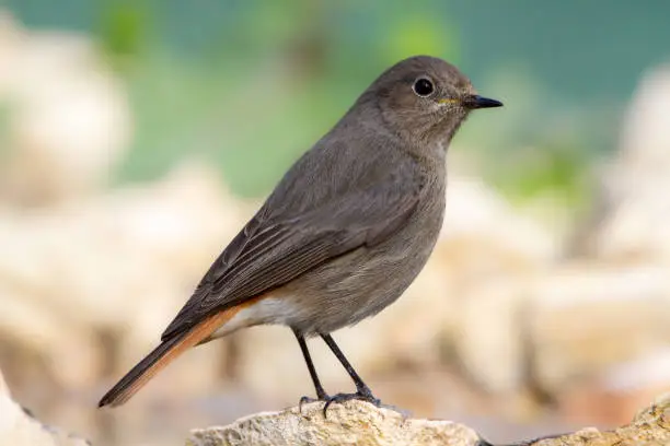 Female Black redstart (Phoenicurus ochruros) perched on a rock next to a stream with aDefocused light background
