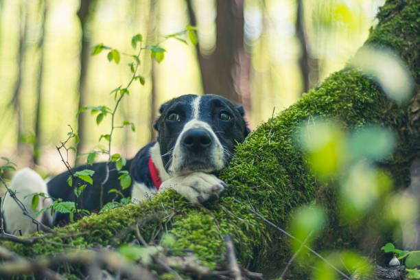 istock Dreamy dog portrait in a forest 1368569625
