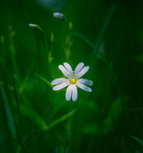 istock Beautiful rabelera flowers blooming in forest grass. 1368571098