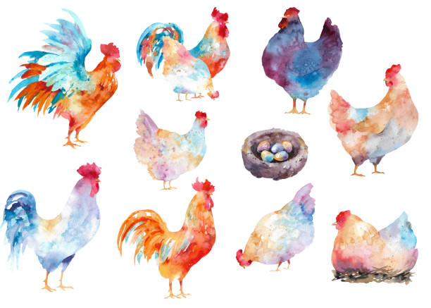 ilustrações de stock, clip art, desenhos animados e ícones de roosters and hens. watercolor collection of various chickens and cockerels. - chicken house