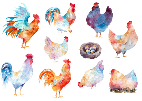 Roosters and hens. Watercolor collection of various chickens and cockerels. Isolated on white