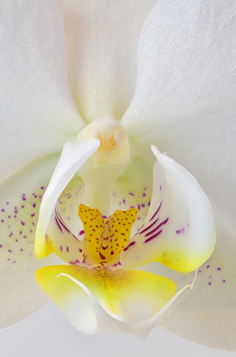 White Phalaenopsis orchid (Orchidaceae), symbol of purity, elegance, innocence, and beauty. Close up macro photography.
