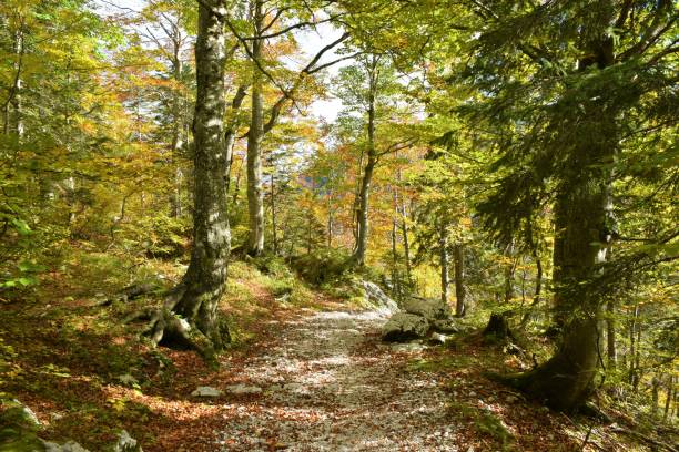 istock Hiking trail leading through a mostly broadleaf, deciduous autumn, yellow and orange forest 1368572088