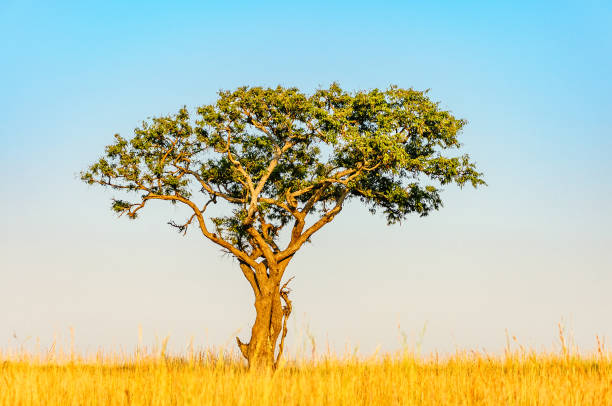 istock Lone Tree in Savannah, Murchison Falls National Park, Uganda 1368572287