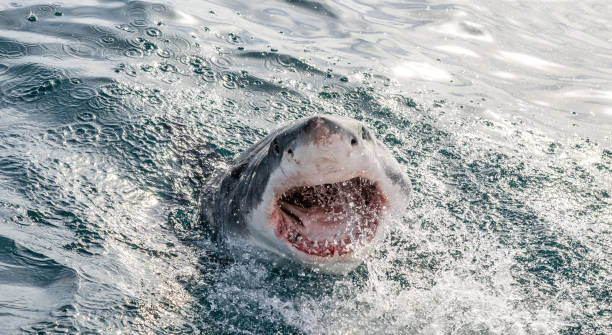 wielki biały rekin z otwartymi ustami na powierzchni z wody. nazwa naukowa: carcharodon carcharias.  republika południowej afryki - sand tiger shark zdjęcia i obrazy z banku zdjęć