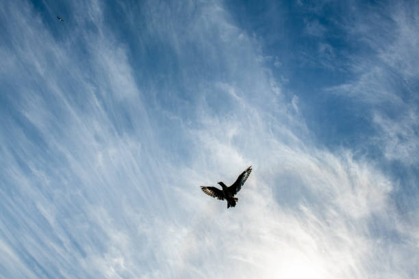Great Skua in flight on blue sky background. Scientific name:  Catharacta skua. Bottom view.