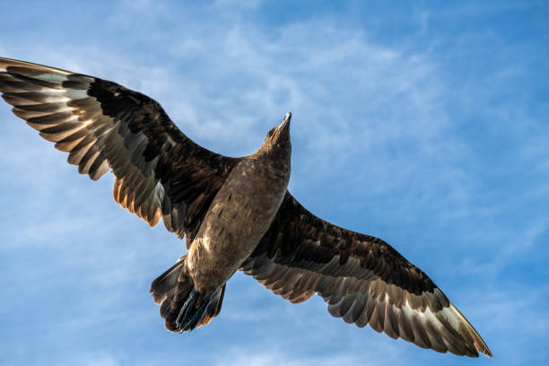 istock Great Skua in flight on blue sky background. Scientific name:  Catharacta skua. Bottom view. 1368572801