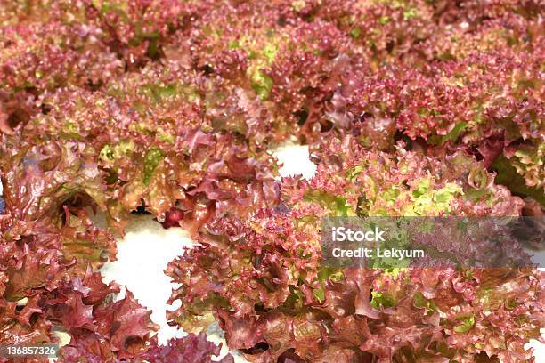 Hydrokultur Gemüse Stockfoto und mehr Bilder von Agrarbetrieb - Agrarbetrieb, Blatt - Pflanzenbestandteile, Botanik