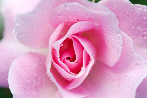 istock Close up Rose flower for nature Background. 1368573531