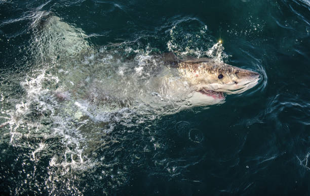 wielki biały rekin na powierzchni wody. nazwa naukowa: carcharodon carcharias. republika południowej afryki - sand tiger shark zdjęcia i obrazy z banku zdjęć
