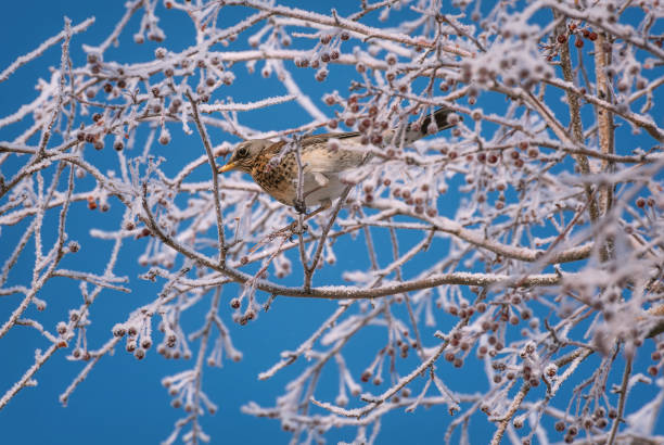 istock thrush fieldfare apple tree hoarfrost snow winter 1368573826