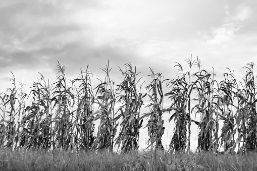 Photography to theme large beautiful harvest corn on maize field with natural leaves
