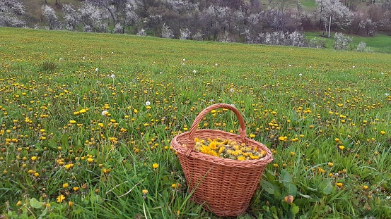 pannier, meadow, flower, basket, Dandelion