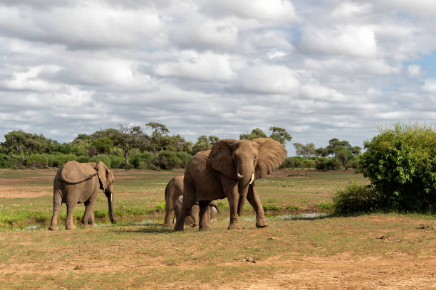 istock Elephant herd walking in Mashatu Game Reserve 1368574969