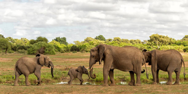 стадо слонов, гуляя в заповеднике машату - mashatu game reserve стоковые фото и изображения