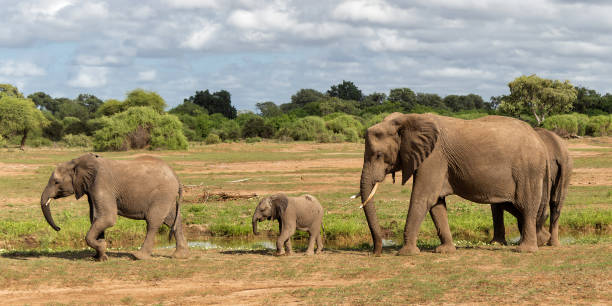 istock Elephant herd walking in Mashatu Game Reserve 1368574978