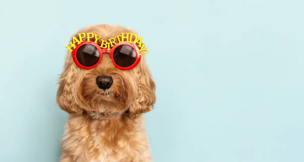 cane che indossa occhiali da sole per il buon compleanno - occhiali giocattolo foto e immagini stock