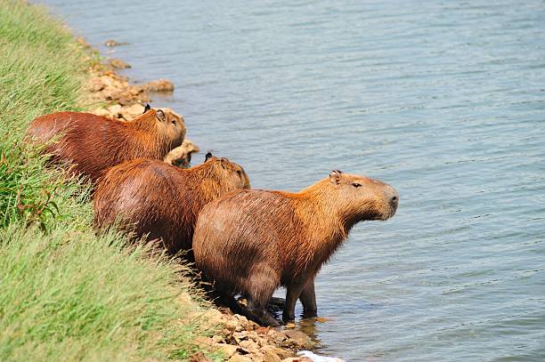 istock Capibaras at Pampulha lake 136857635