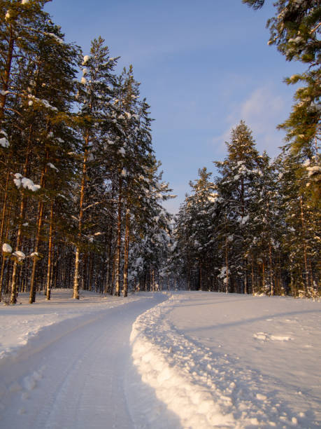istock snowmobile road in winter forest among tall pines. 1368576587
