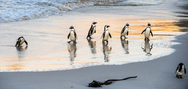 afrikanische pinguine laufen aus dem meer zum sandstrand. afrikanischer pinguin, auch bekannt als jackass-pinguin, schwarzfußpinguin. wissenschaftlicher name: spheniscus demersus. boulders kolonie. südafrika - penguin colony nobody horizontal stock-fotos und bilder