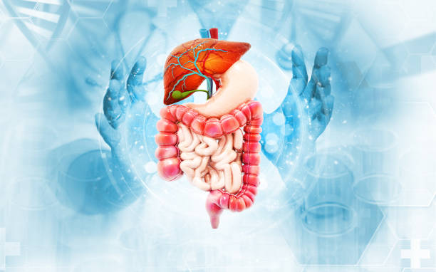 istock The doctor shows the human digestive system on medical background. 1368577976