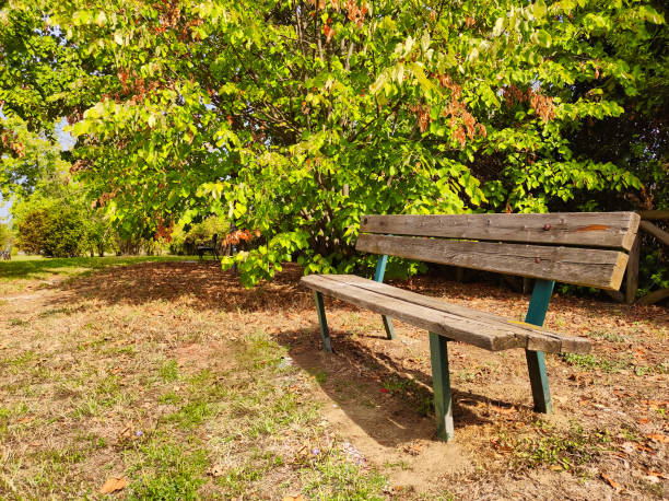 istock Bench in a park in a sunny day 1368579506