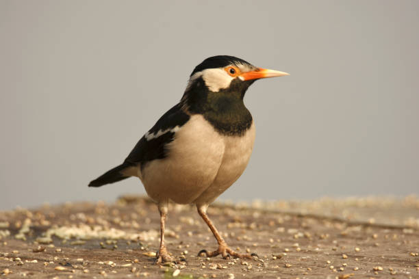 Bird-Myna stock photo