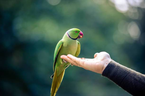 istock Colorfull Parrot eating nuts from human hand, Macaw Bird in park 1368579666
